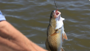 Man catches a fish